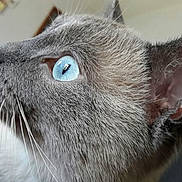 Milo participe au concours pour gagner de l'argent avec cette photo : cat, blue_eyes, close_up, profile, grey_fur, whiskers, pet, animal, indoor, portrait, feline, ears, fur_texture, looking, cute, domestic_cat, snout, soft_light, focused, side_view