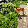 K'Nel participe au concours pour gagner de l'argent avec cette photo : animal, brown_dog, curious, daylight, dog, fence, garden, grass, greenery, ivy, leaf, nature, outdoor, pet, plant, shadow, stone_path, sunlight, walking, yard