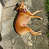 K'Nel participe au concours pour gagner de l'argent avec cette photo : animal, canine, daylight, dog, ears, fur, grass, happy, lying, mammal, nature, outdoor, paws, pet, playful, relaxed, shadow, stone_patio, sunlight, tan_dog