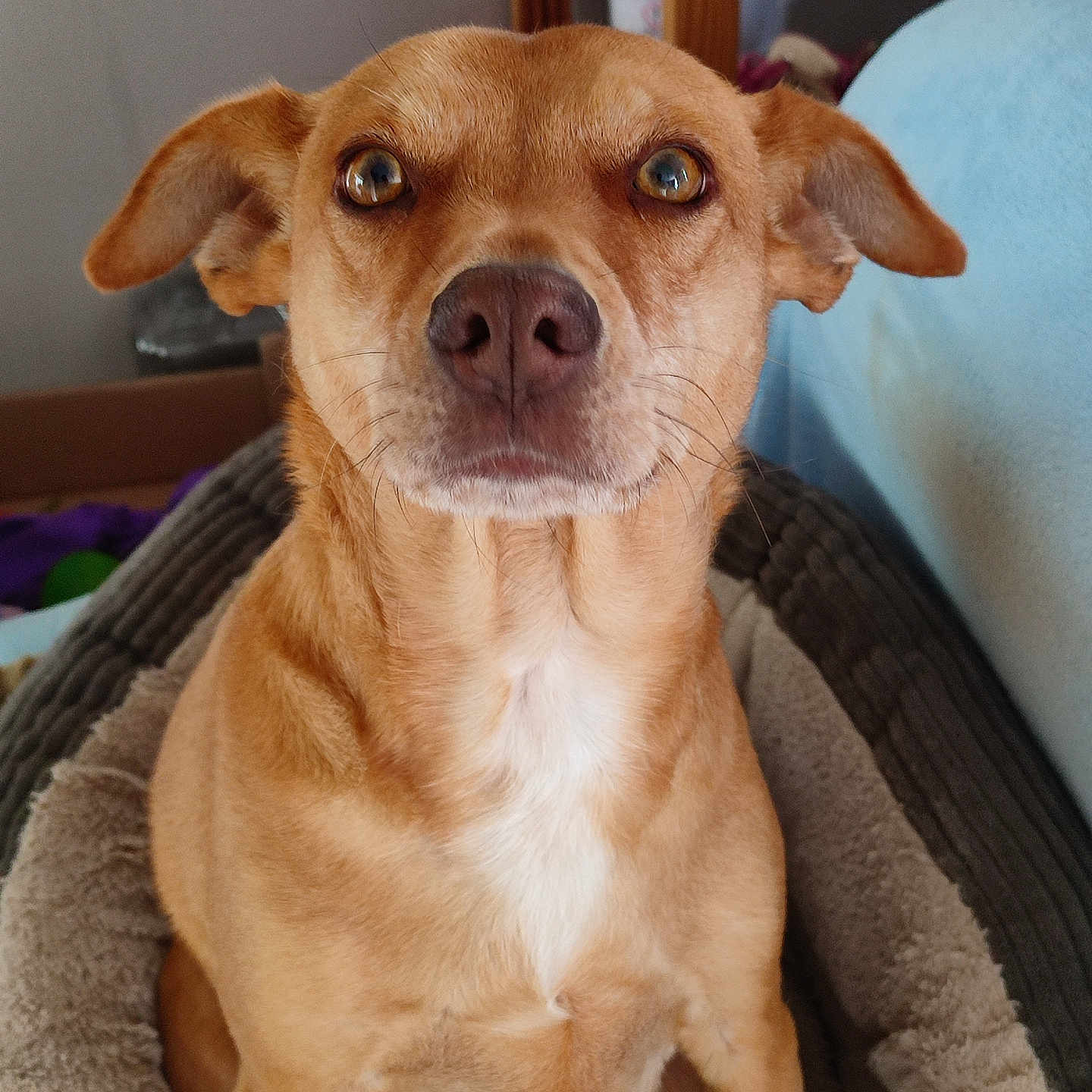 K'Nel participe au concours pour gagner de l'argent avec cette photo : dog, pet, brown_dog, canine, bed, indoor, animal, looking_at_camera, close_up, ears, fur, nose, whiskers, domestic_animal, sitting, cozy, household, furniture, portrait, cute