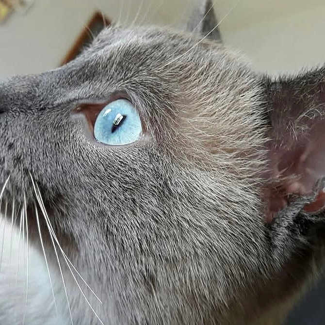 Milo