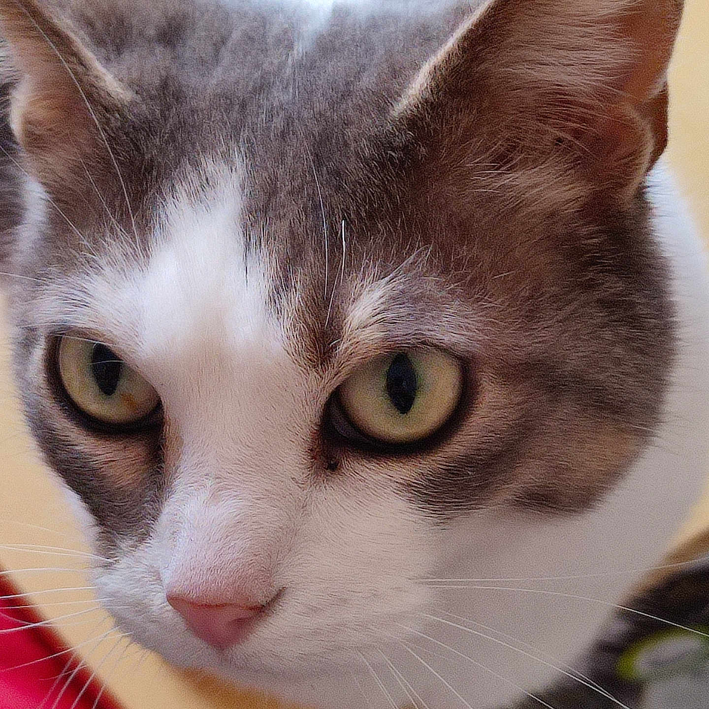 Happy participe au concours pour gagner de l'argent avec cette photo : cat, close_up, whiskers, green_eyes, pink_nose, curious, feline, pet, animal, fur, portrait, indoor, soft_light, focus, domestic_cat, ears, face, cute, looking, closeup