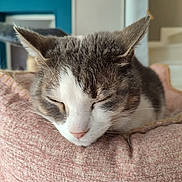 Happy a rejoint le concours — aidez-le/la à gagner de superbes lots ! cat, sleeping, cozy, pink_cushion, indoor, pet, fur, ears, closeup, resting, animal, domestic, home, soft_texture, relaxation, whiskers, face, cute, peaceful, feline