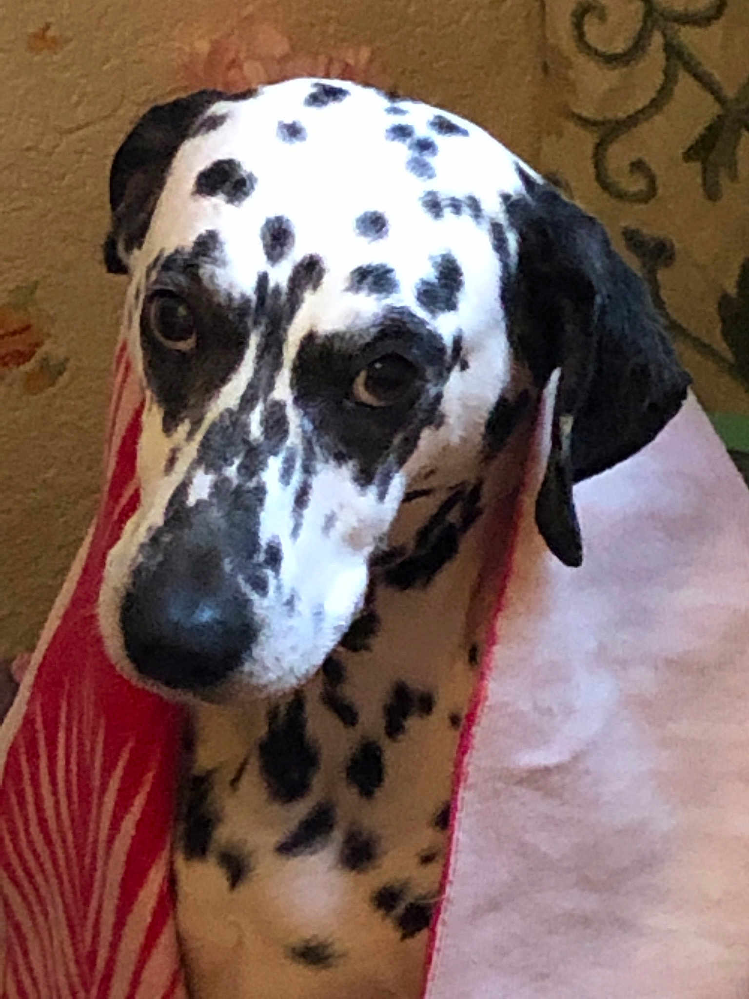Lady