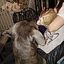 animal_interaction, casual, closeup, cozy, curious, decor, dog, domestic, ferret, flowers, furniture, gray_dog, hand, indoor, person, pet, seated, shirt, small_animal, sniffing
