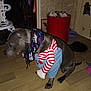 accessory, animal, clothing, costume, dark, decor, dog, door, floor, furniture, home, indoor, pet, red_container, scarf, sitting, striped_shirt, toy, wall, wooden_floor