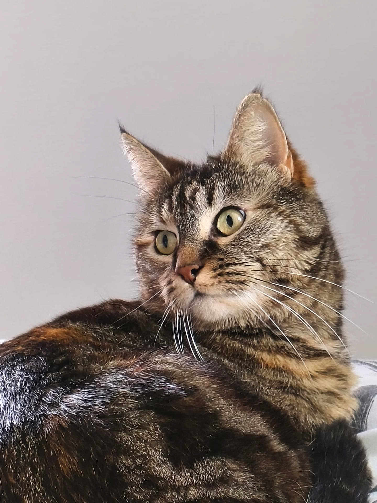 Plume participe au concours pour gagner de l'argent avec cette photo : cat, tabby_cat, pet, feline, whiskers, ears, eyes, fur, stripes, nose, muzzle, portrait, close_up, indoor, relaxed, alert, domestic_cat, brown, sitting, background_minimal