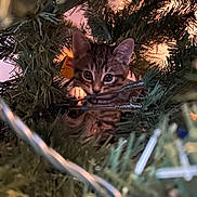 Lola Bell joined the competition — help win amazing prizes! animal, branches, cat, christmas_tree, closeup, curious, cute, decorations, festive, furry, green, holiday, indoor, kitten, lights, pet, playful, small, tree, young