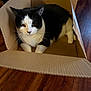 animal, black_and_white, box, cardboard_box, cat, close_up, cozy, cute, domestic_cat, feline, floor, fur, house_pet, indoor, pet, portrait, relaxed, resting, whiskers, wooden_floor