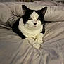 Dale joined the competition — help win amazing prizes! cat, black_and_white, pet, animal, feline, indoor, blanket, bed, cozy, resting, fur, whiskers, ears, paws, cute, comfortable, domestic, relaxed, portrait, sleepy
