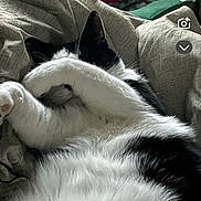 Dale is registered to the contest to win money with this photo: cat, black_and_white, sleeping, paw, bed, blanket, cozy, indoor, feline, fur, resting, cute, pet, animal, relaxed, covering_face, domestic, soft, whiskers, comfort