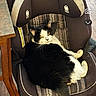 animal, black_and_white, car_seat, car_seat_brand, cat, cosco, cozy, domestic, feline, fur, home, indoor, judging_look, pet, phone_screenshot, relaxed, resting, seat, snapshot, wooden_table