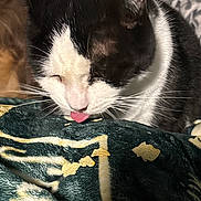 Dale is registered to the contest to win money with this photo: animal, black_and_white, blanket, cat, close_up, comfort, cozy, crumbs, cute, domestic_animal, face, feline, fur, indoor, muzzle, pet, resting, sleepy, tongue_out, whiskers