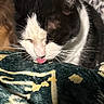 animal, black_and_white, blanket, cat, close_up, comfort, cozy, crumbs, cute, domestic_animal, face, feline, fur, indoor, muzzle, pet, resting, sleepy, tongue_out, whiskers