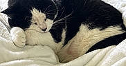 Dale joined the competition — help win amazing prizes! animal, bed, black_and_white, blanket, cat, comfort, cozy, curled_up, cute, domestic_animal, feline, fur, household, indoor, paw, pet, relaxation, resting, sleeping, soft