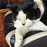 animal, black_and_white, cat, chair, close_up, cozy, cute, domestic, fur, furniture, indoor, mammal, paw, pet, quiet, relaxation, resting, sleeping, whiskers, wicker_basket