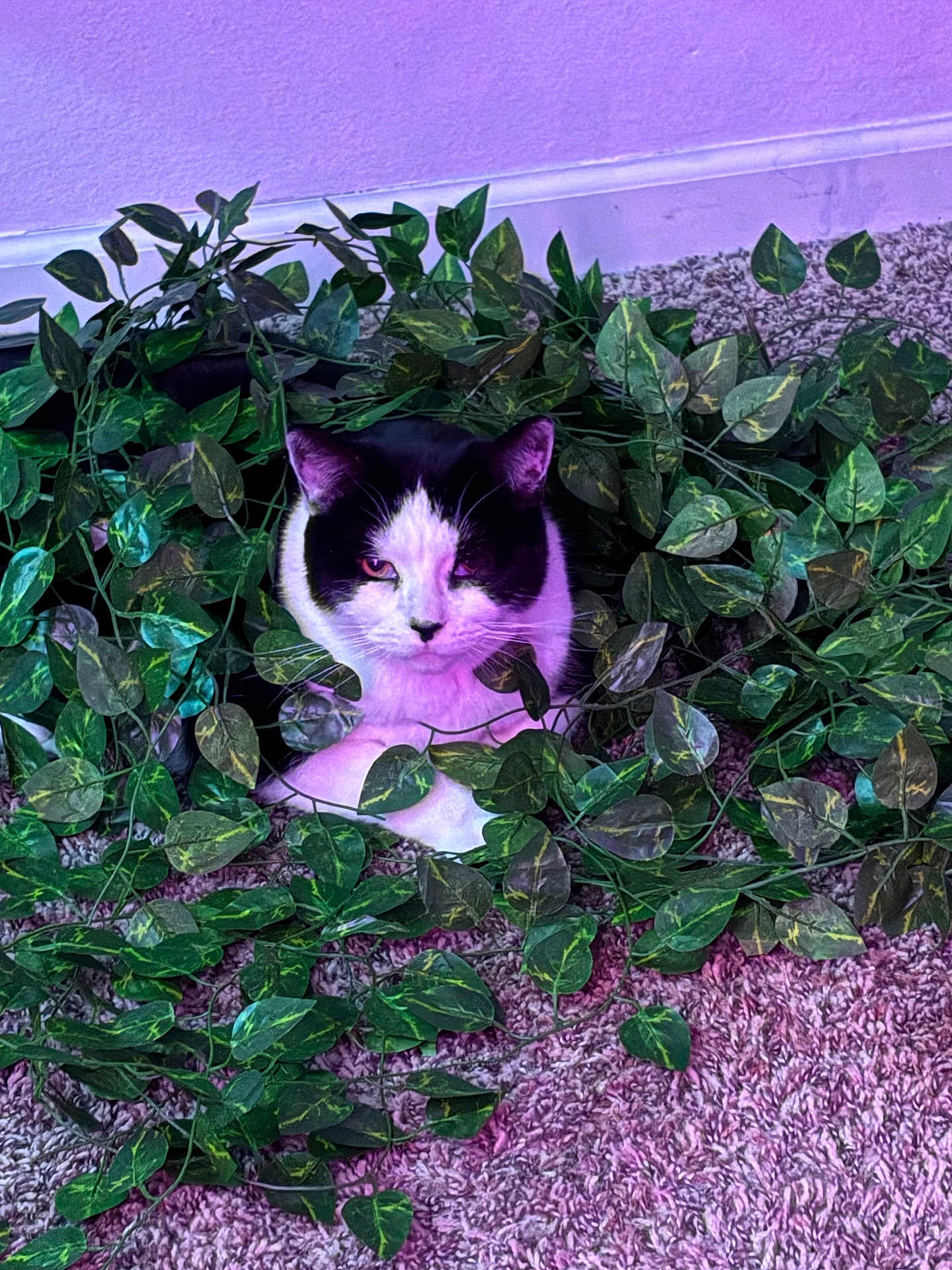 Dale is registered to the contest to win money with this photo: cat, black_and_white, indoor, plant, leaves, carpet, purple_light, pet, animal, feline, face, fur, whiskers, sitting, green, nature_indoor, curious, cozy, cute, domestic
