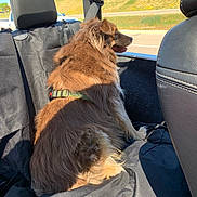 Lincoln joined the competition — help win amazing prizes! dog, brown_fur, car_interior, car_seat, seatbelt, harness, backseat, window, daylight, outdoor, roadside, greenery, sunlight, pet, animal, fur, sitting, vehicle, transportation, looking_out