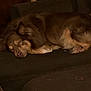 dog, sleeping, couch, brown, fur, pet, indoor, resting, animal, cozy, relaxed, furniture, home, quiet, calm, laying, domestic, companion, cute, snuggled