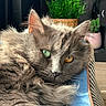 cat, gray_cat, heterochromia, green_eye, amber_eye, fluffy_fur, relaxed, cushion, blue_cushion, striped_pattern, indoor, houseplant, green_plant, potted_plant, closeup, portrait, pet, feline, cozy, sunlight