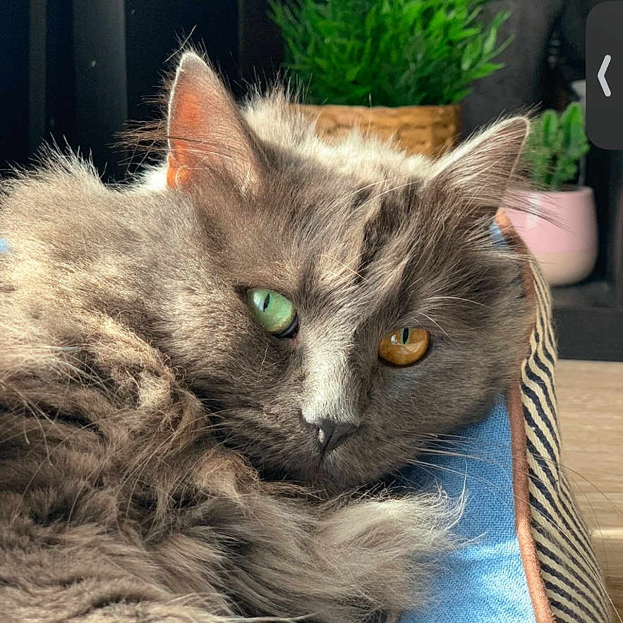 Canaille participe au concours pour gagner de l'argent avec cette photo : cat, gray_cat, heterochromia, green_eye, amber_eye, fluffy_fur, relaxed, cushion, blue_cushion, striped_pattern, indoor, houseplant, green_plant, potted_plant, closeup, portrait, pet, feline, cozy, sunlight