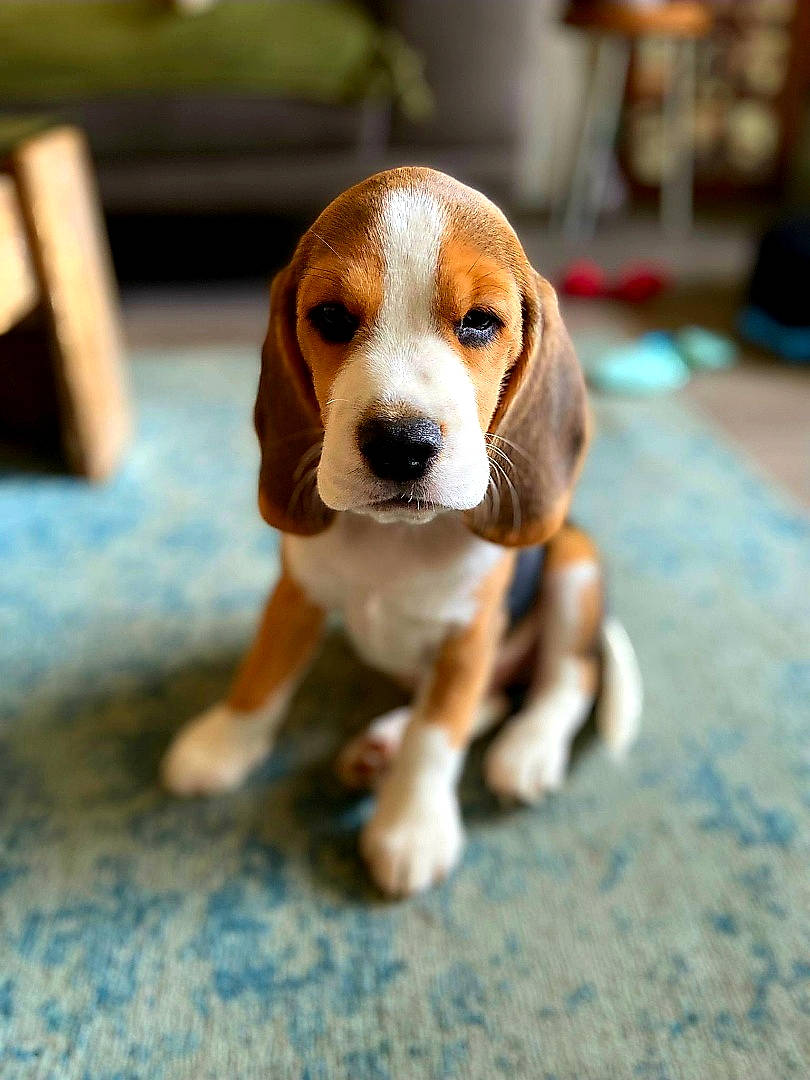 Serrto participe au concours pour gagner de l'argent avec cette photo : basset_hound, beagle, canidae, carnivore, companion_dog, dog, dog_breed, fawn, hound, hunting_dog, puppy, scent_hound, snout, sporting_group, tail, terrestrial_animal, toy, wood