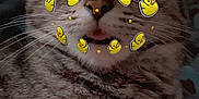 Cookie is registered to the contest to win money with this photo: cat, tabby, animal, pet, fur, whiskers, face_filter, digital_stickers, yellow_duck, cute, sleepy, close_up, indoor, cozy, relaxed, tongue_out, feline, mammal, domestic_animal, playful