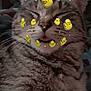 cat, tabby, animal, pet, fur, whiskers, face_filter, digital_stickers, yellow_duck, cute, sleepy, close_up, indoor, cozy, relaxed, tongue_out, feline, mammal, domestic_animal, playful