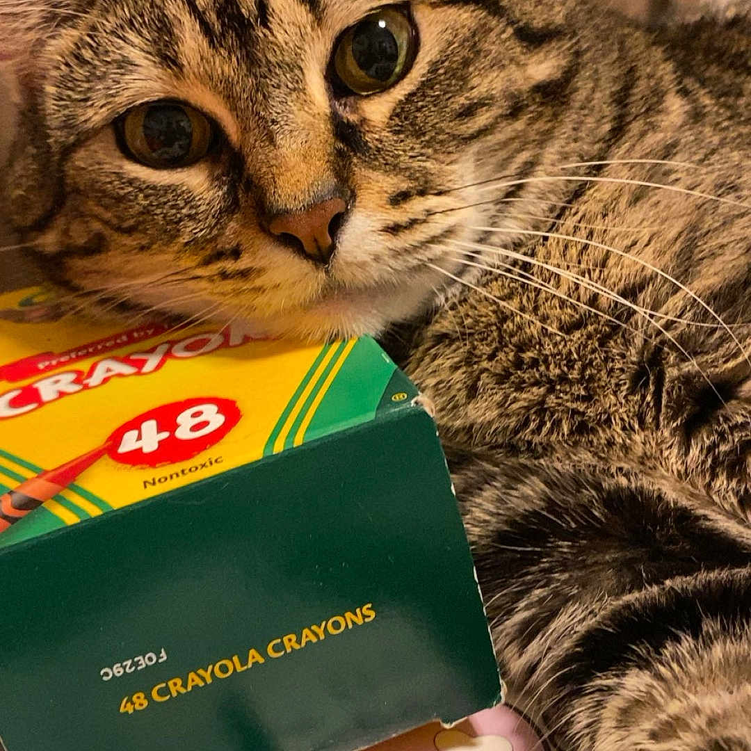 Cookie is registered to the contest to win money with this photo: black_stripes, box, brown, card_stack, cat, close_up, crayola_crayons, curious, domestic_animal, eyes, feline, fur, indoor, pet, relaxed, resting, soft_light, tabby_cat, table_surface, whiskers