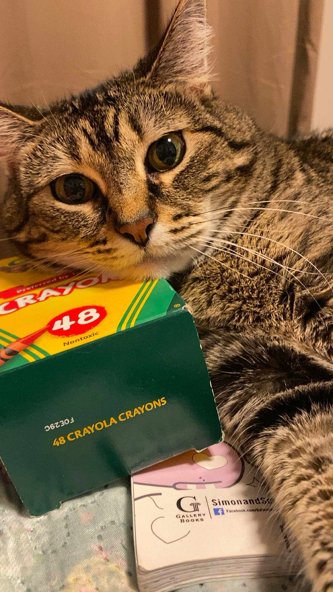 Cookie