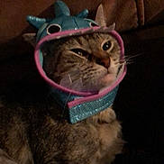 Cookie joined the competition — help win amazing prizes! cat, tabby, animal, pet, costume, hat, shark_hat, face, whiskers, fur, indoor, brown_background, closeup, expression, cute, feline, relaxed, sitting, domestic_animal, portrait