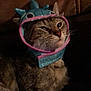cat, tabby, animal, pet, costume, hat, shark_hat, face, whiskers, fur, indoor, brown_background, closeup, expression, cute, feline, relaxed, sitting, domestic_animal, portrait