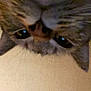 cat, close_up, face, whiskers, ears, curious, indoor, pet, feline, nose, eyes, upside_down, blurry, animal, tabby, portrait, looking, light_surface, domestic_cat, cute