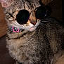 cat, tabby, sunglasses, pet, animal, feline, indoor, leather_couch, fur, whiskers, ears, collar, pink_collar, closeup, portrait, relaxed, cute, domestic_cat, brown, gray