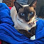 cat, siamese_cat, blue_eyes, bow, bell, blanket, blue_blanket, cozy, indoor, furniture, cabinet, drawer, pet, animal, cute, whiskers, paws, relaxed, domestic, fur