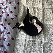 Suke participe au concours pour gagner de l'argent avec cette photo : cat, black_and_white, bandage, injury, bed, blanket, heart_pattern, sheet, indoor, resting, pet, feline, curious, cute, comfort, texture, paw, animal, sleeping_area, cozy