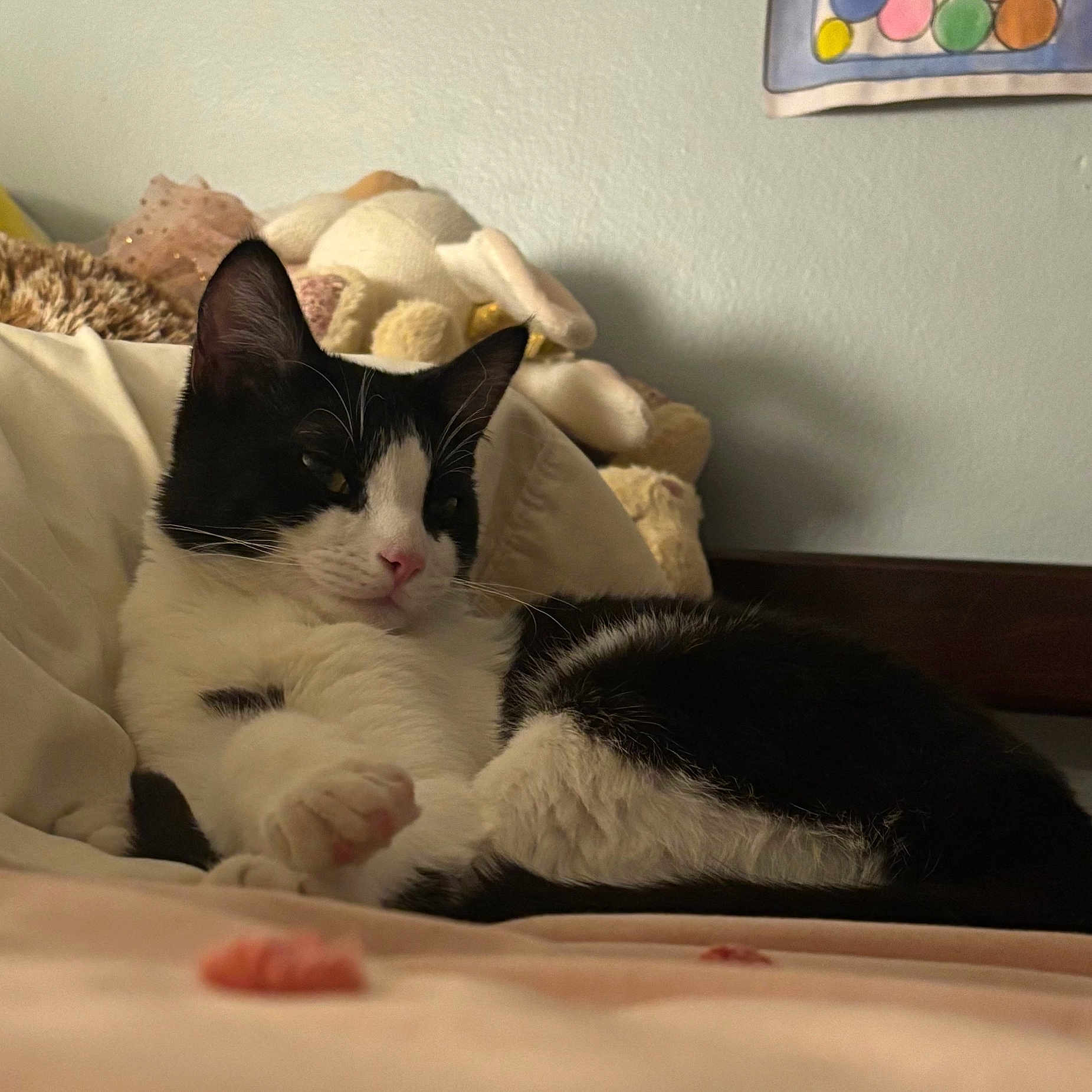 Cookie joined the competition — help win amazing prizes! animal, bed, black_and_white, cat, comfort, cozy, cute, domestic_cat, feline, fur, indoor, lying_down, pet, pillow, relaxed, resting, sleepy, soft, stuffed_animal, whiskers