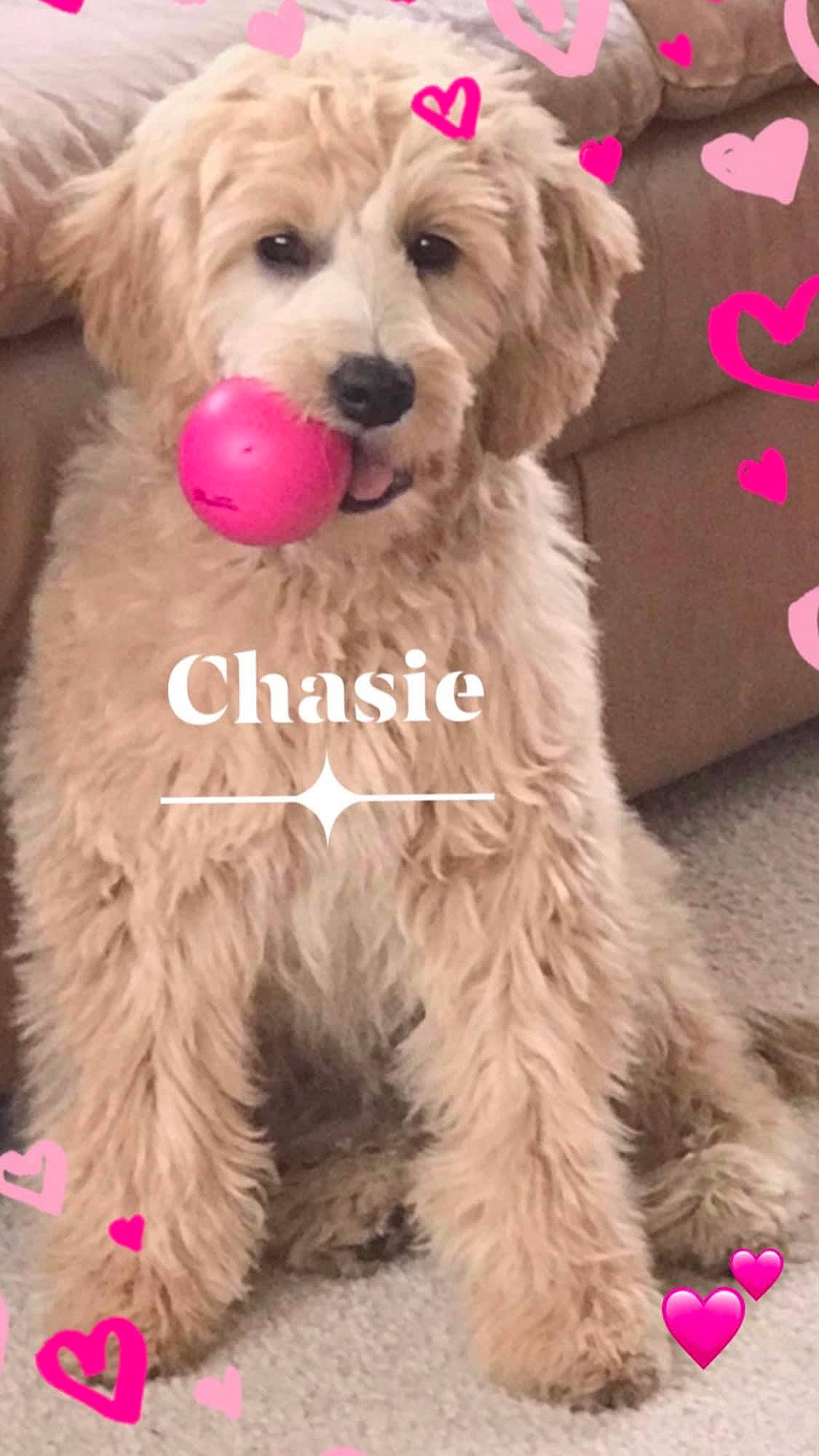 Chasie joined the competition — help win amazing prizes! canidae, carnivore, companion_dog, dog, dog_breed, dog_supply, dog_toy, fur, labradoodle, magenta, non_sporting_group, peach, pet_supply, pink, snout, sporting_group, toy, vertebrate, water_dog, working_animal