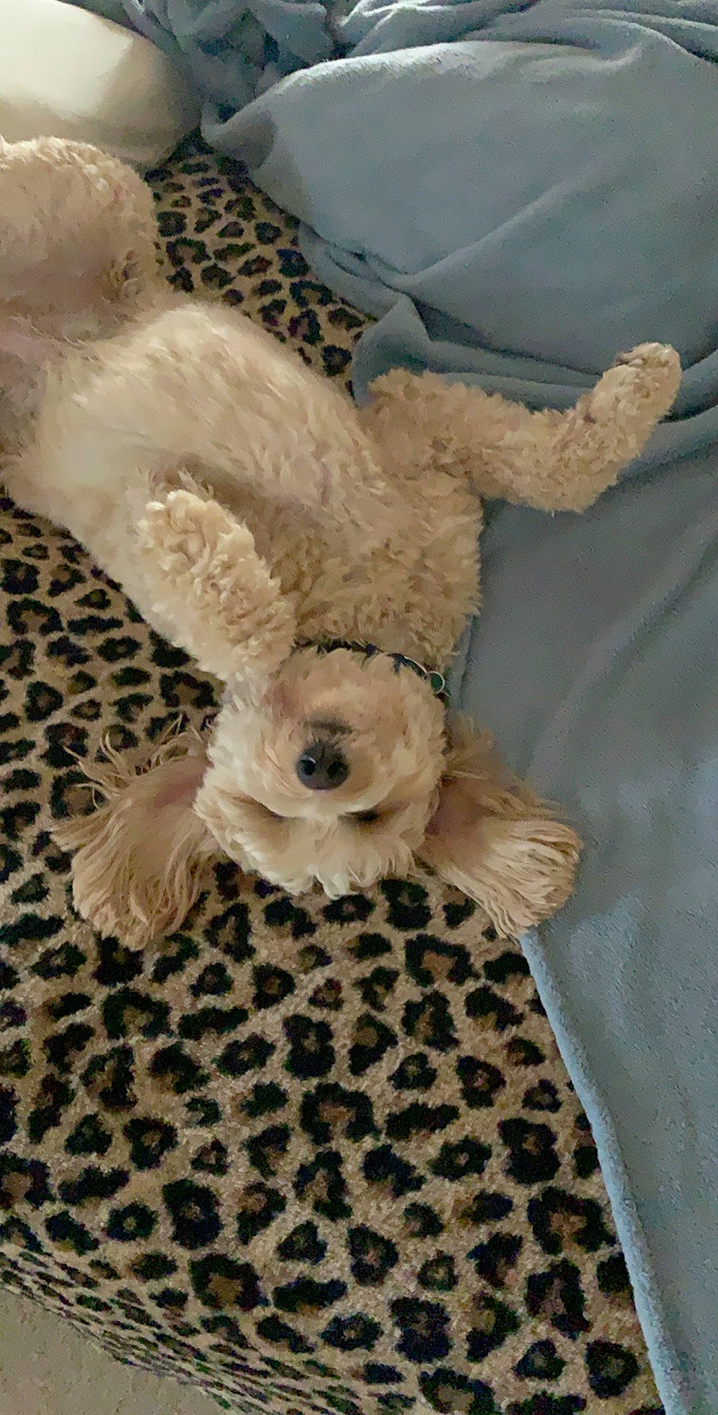 Chasie is registered to the contest to win money with this photo: canidae, companion_dog, dog_breed, fawn, home_accessories, non_sporting_group, plush, stuffed_toy, teddy_bear, toy, toy_dog, water_dog, working_animal