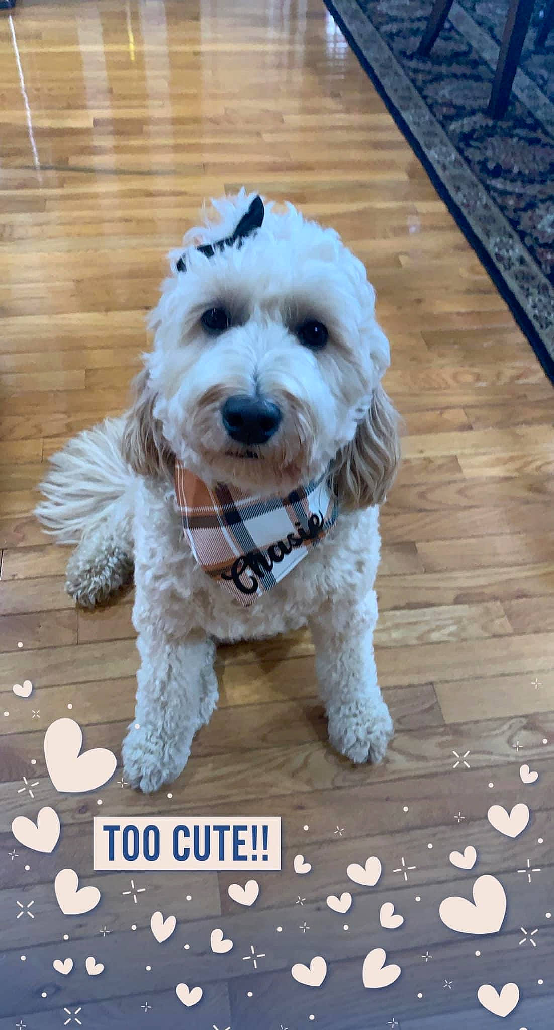 Chasie is registered to the contest to win money with this photo: canidae, carnivore, collar, companion_dog, dog, dog_breed, dog_supply, floor, flooring, hardwood, maltepoo, pet_supply, small_terrier, snout, sporting_group, terrier, toy_dog, vertebrate, water_dog, working_animal