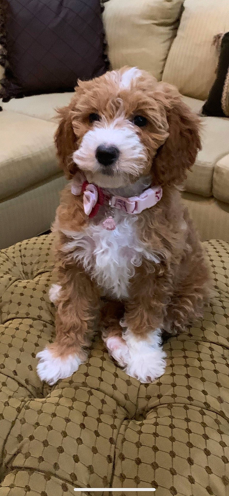 Khloe joined the competition — help win amazing prizes! brown, canidae, carnivore, companion_dog, couch, dog, dog_breed, dog_collar, fur, liver, living_room, maltepoo, pet_supply, snout, sporting_group, terrier, toy_dog, vertebrate, water_dog, working_animal