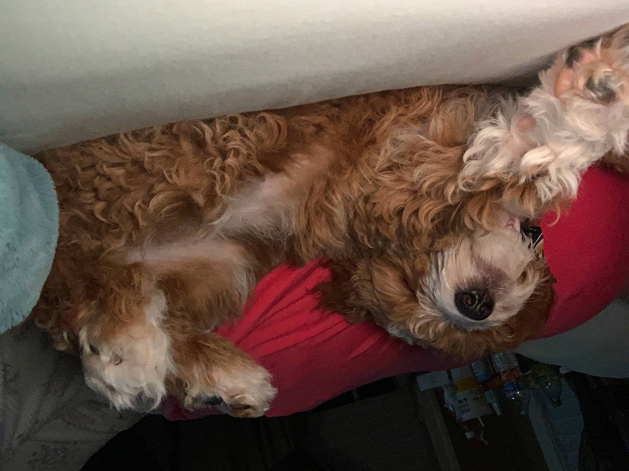 Khloe joined the competition — help win amazing prizes! canidae, carnivore, companion_dog, dog, dog_breed, dog_collar, fur, liver, non_sporting_group, pet_supply, poodle_crossbreed, small_terrier, snout, sporting_group, terrier, toy_dog, vertebrate, water_dog, working_animal, working_dog