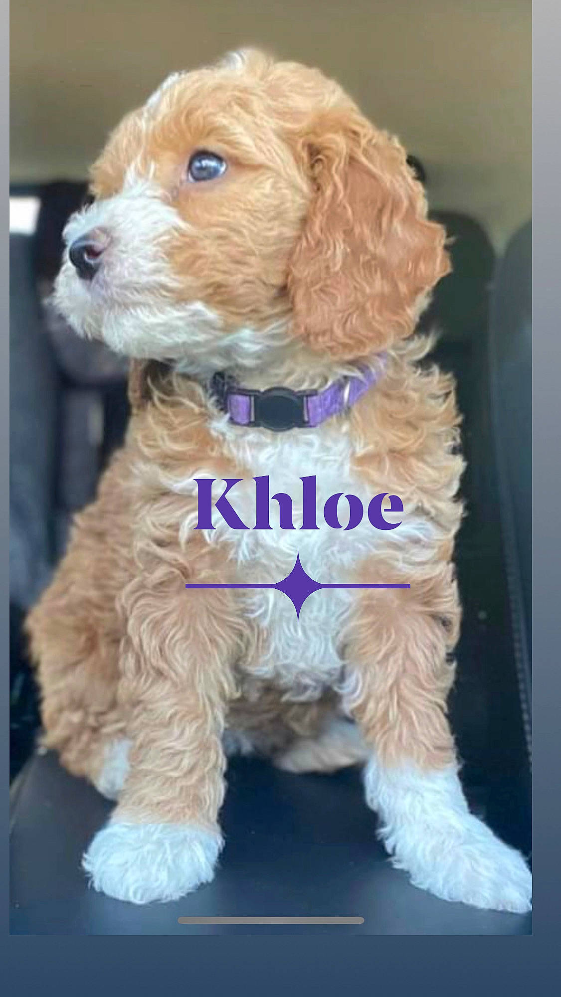Khloe is registered to the contest to win money with this photo: brown, canidae, carnivore, cocker_spaniel, collar, companion_dog, dog, dog_breed, dog_supply, fawn, liver, mammal, pet_supply, snout, sporting_group, tan, toy, toy_dog, vertebrate, working_animal