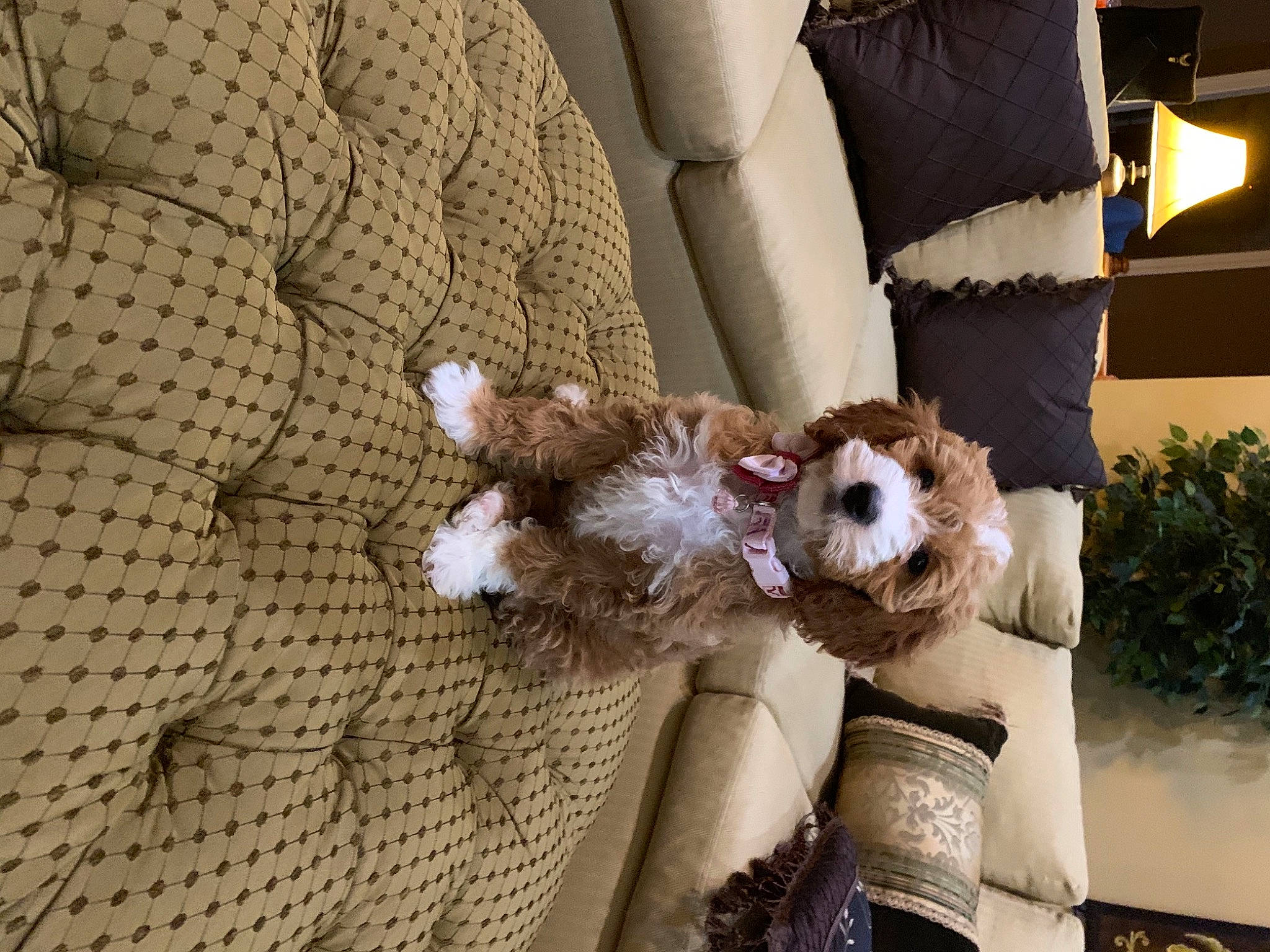 Khloe joined the competition — help win amazing prizes! armrest, carnivore, companion_dog, dog_breed, fur, houseplant, natural_material, pet_supply, plush, snout, stuffed_toy, textile, toy