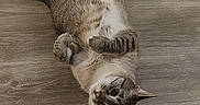 Mayari joined the competition — help win amazing prizes! cat, tabby_cat, pet, animal, feline, indoor, wooden_floor, cardboard_box, curious, belly_up, paws, cute, fur, whiskers, relaxed, domestic_cat, mammal, flooring, playful, household