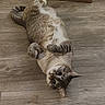 cat, tabby_cat, pet, animal, feline, indoor, wooden_floor, cardboard_box, curious, belly_up, paws, cute, fur, whiskers, relaxed, domestic_cat, mammal, flooring, playful, household