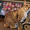 Mayari joined the competition — help win amazing prizes! cat, tabby, indoor, couch, furniture, poster, wall_art, green_wall, curious, pet, animal, striped_tail, whiskers, ears, chair, clothing, home, cozy, domestic, feline