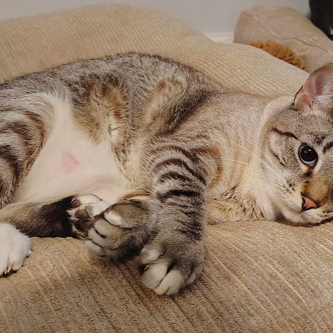 Mayari is registered to the contest to win money with this photo: cat, tabby, striped, pet, animal, indoor, cushion, beige, relaxed, resting, fur, whiskers, paws, ears, dog, background, cozy, comfort, closeup, domestic