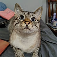 Mayari is registered to the contest to win money with this photo: cat, wide_eyes, fur, whiskers, bed, blanket, indoor, pet, curious, animal, tabby, close_up, feline, ears, paws, resting, home, wooden_chair, blue_eyes, domestic_animal