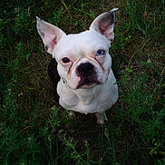 Rico Pico Suave joined the competition — help win amazing prizes! dog, white_dog, blue_eye, brown_eye, heterochromia, outdoor, grass, greenery, nature, pet, canine, animal, ears_up, looking_up, cute, portrait, fur, snout, mammal, alert